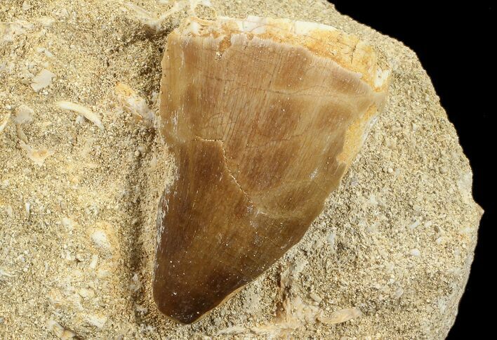 Mosasaur (Prognathodon) Tooth In Rock #70450